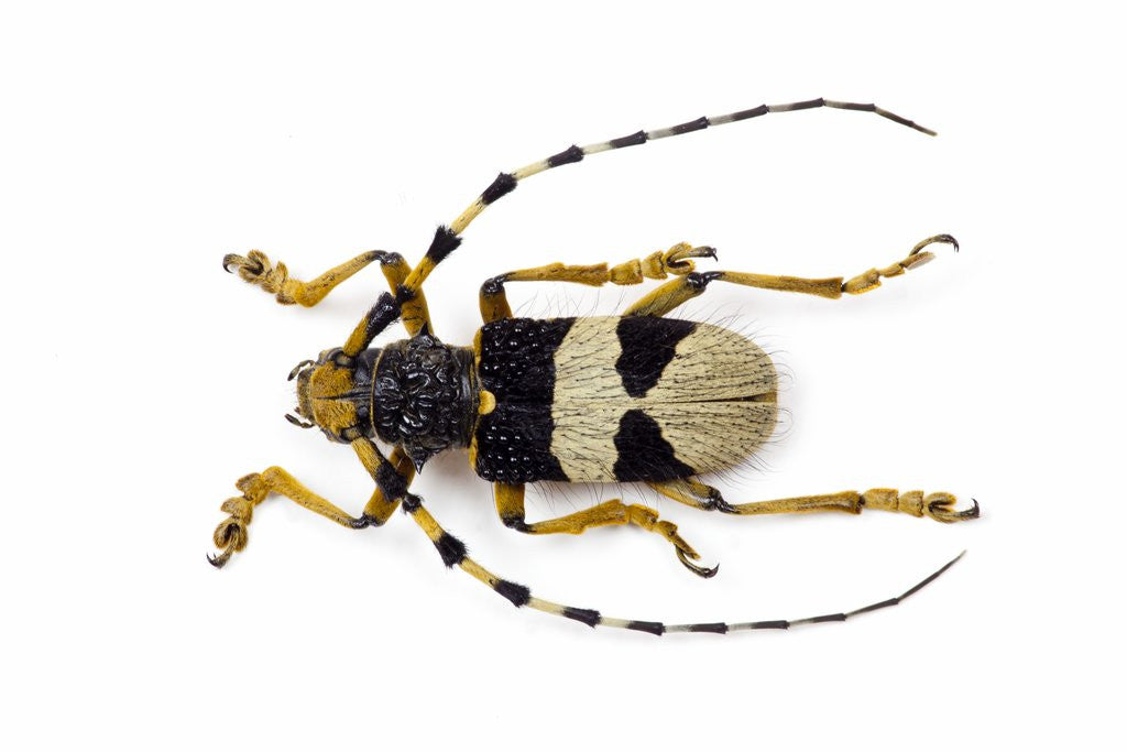 Detail of Male horned beetle view from top Arctolamia fasciata by Anonymous