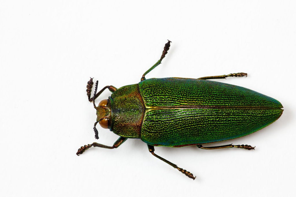 Detail of Top view of Steraspis speciosa green beetle by Anonymous