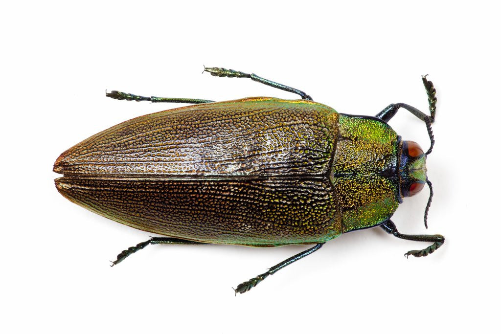 Detail of Jewel beetle top view on white background of Sterapis specisosa red form by Anonymous