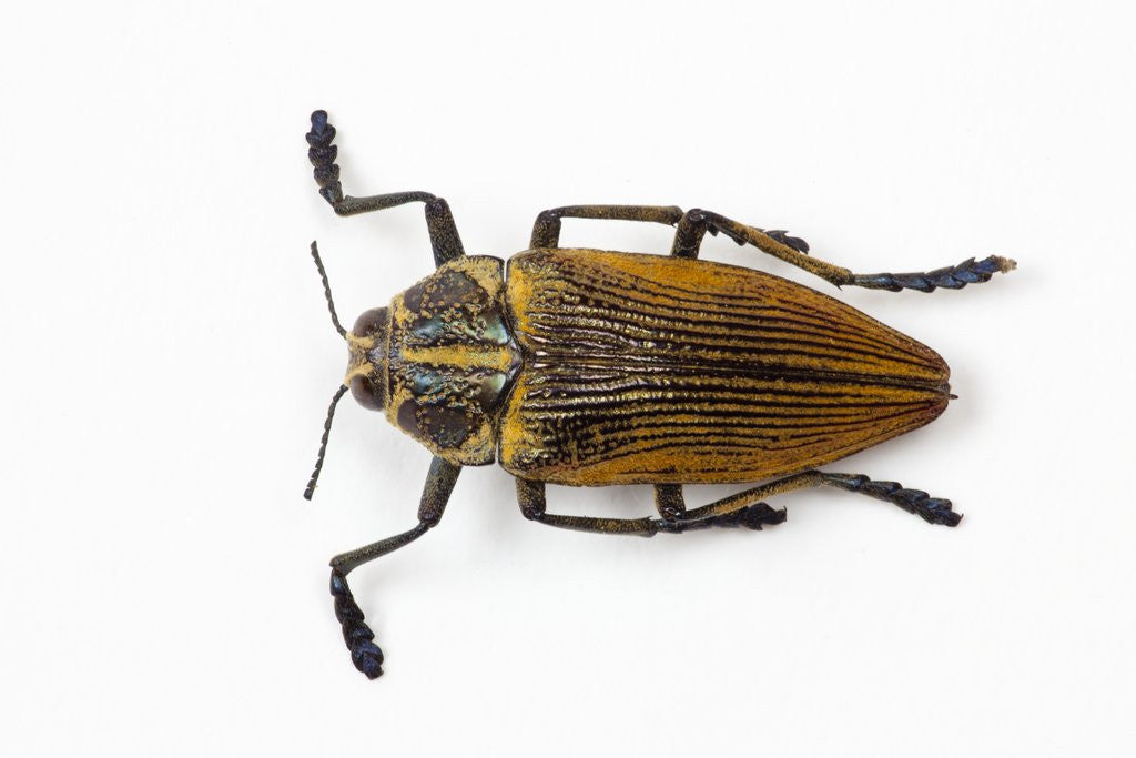 Detail of Jewel beetle Polybothris lesnei on white background by Anonymous