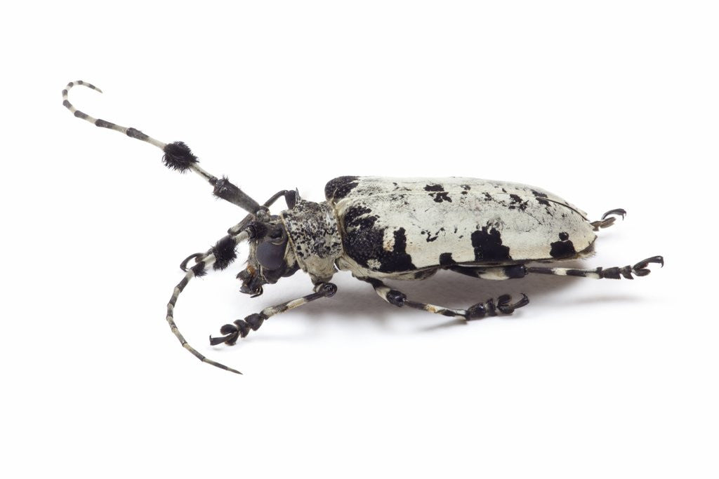 Detail of Long horn beetle Aristobia voeti by Anonymous