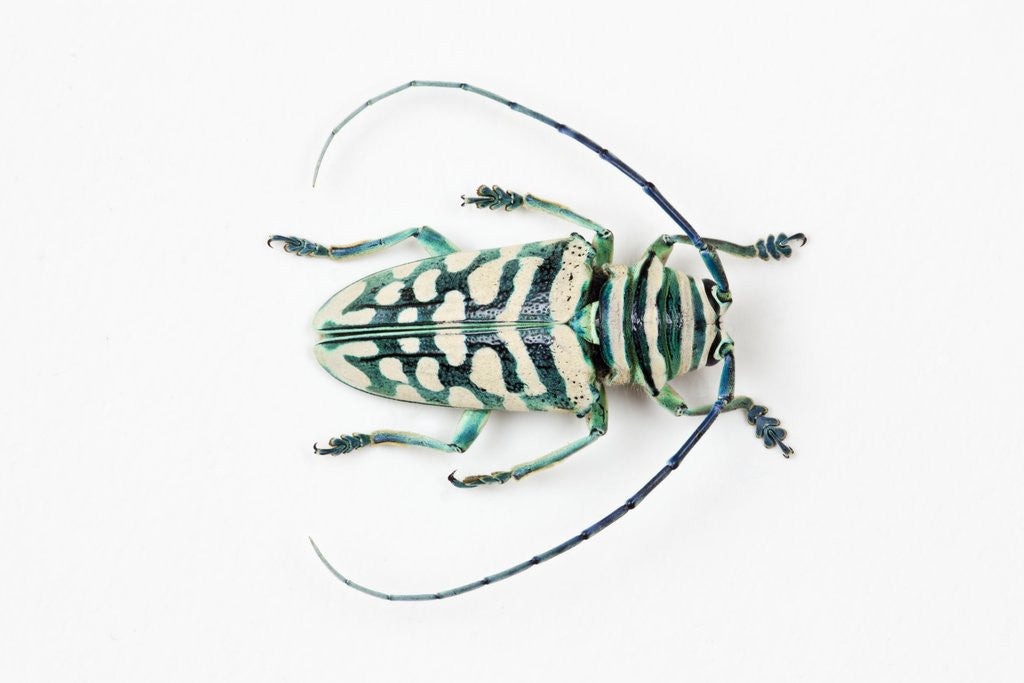 Detail of Sternotomis bohemani bohndorffi long horned beetle view from above by Anonymous