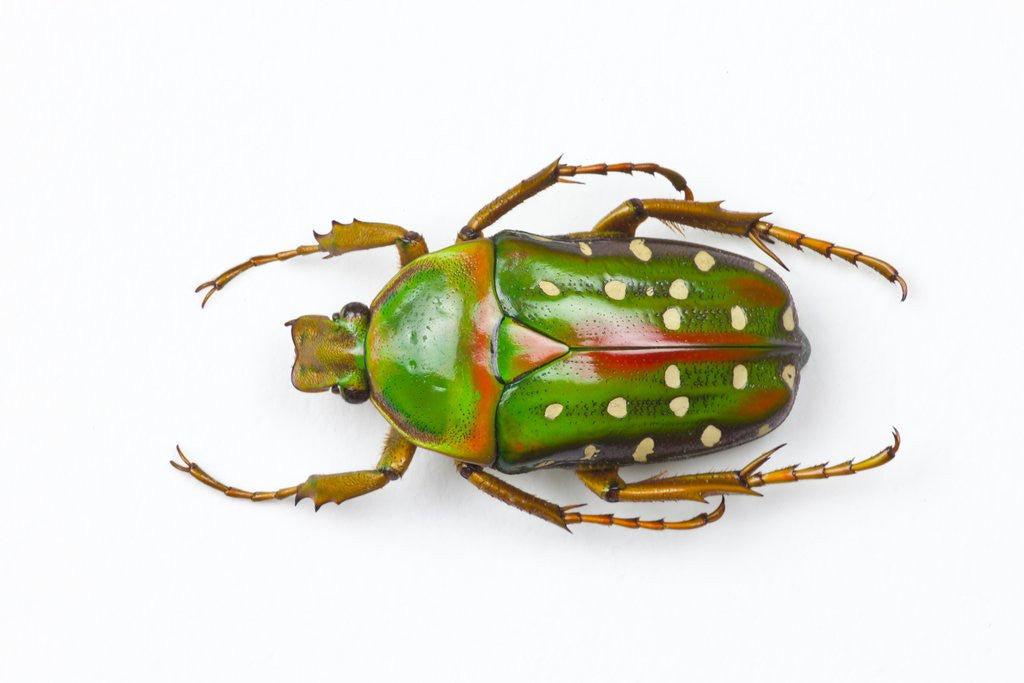 Detail of Flower beetle Stephanorrhina guttata top view by Anonymous