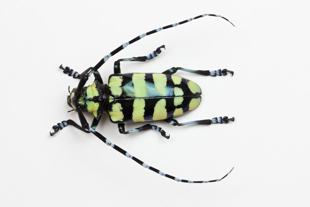 Detail of Horned Beetle Male Anoplophora zonatrix macro views by Anonymous