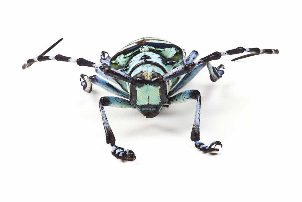 Detail of Horned Beetle Male Anoplophora zonatrix macro views by Anonymous