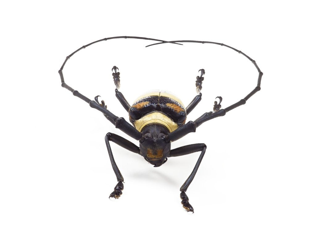 Detail of Head on view of Male Long Horn beetle Nemophas-tricolor by Anonymous