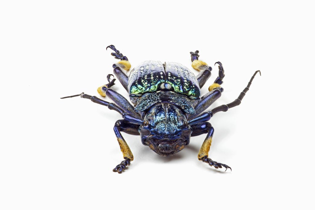 Detail of Head on view of long horned beetle Sphingnotus sp. by Anonymous