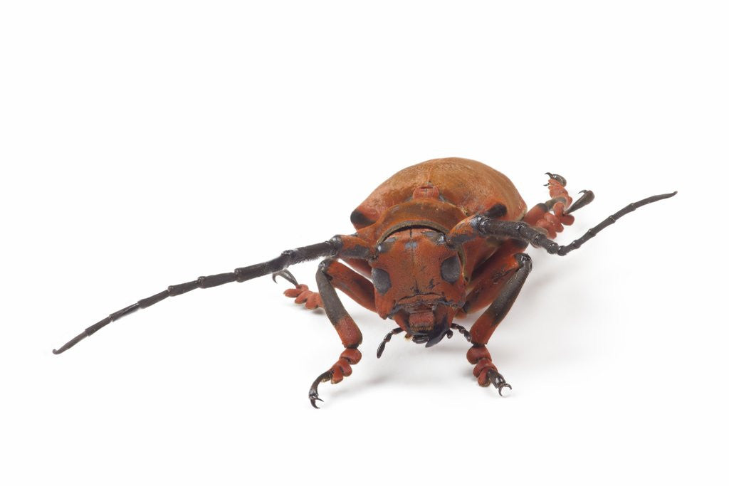 Detail of Head on view of long horned beetle Joessi sanguinolenta by Anonymous
