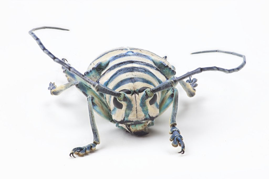 Detail of Sternotomis bohemani bohndorffi long horned beetle head on view by Anonymous