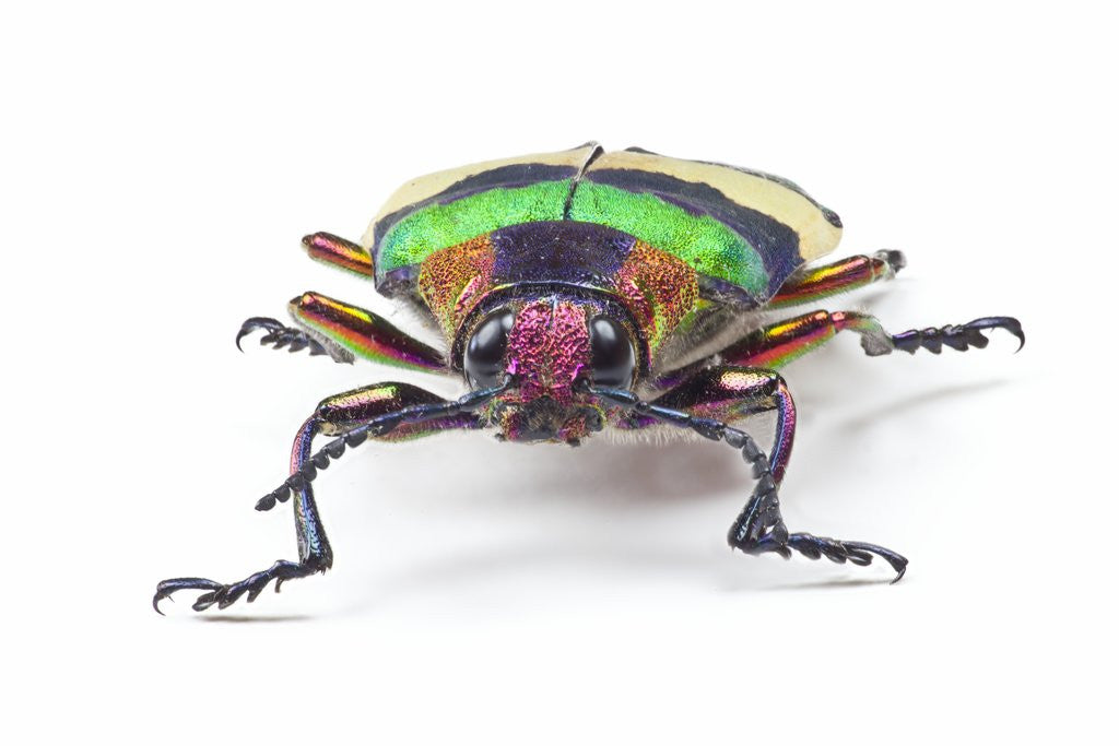 Detail of Jewel Beetle from Thailand Chrysochroa corbetti head on view by Corbis
