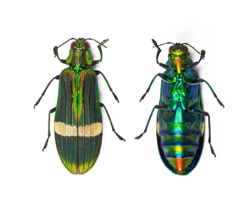 Detail of Top and Bottom view of Jewel beetle Demochroa gratiosa by Anonymous