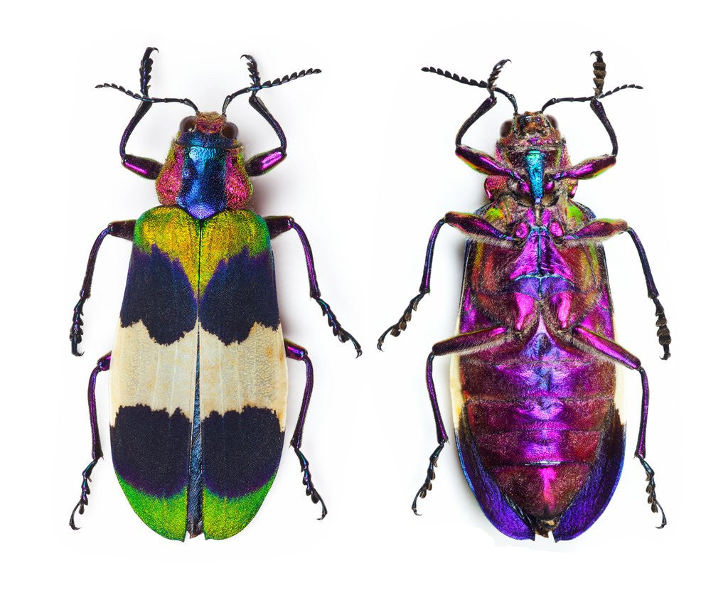 Detail of Jewel Beetle from Thailand Chrysochroa corbetti top and bottom view by Anonymous
