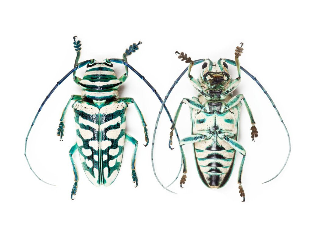 Detail of Sternotomis bohemani bohndorffi long horned beetle top and bottom view by Anonymous