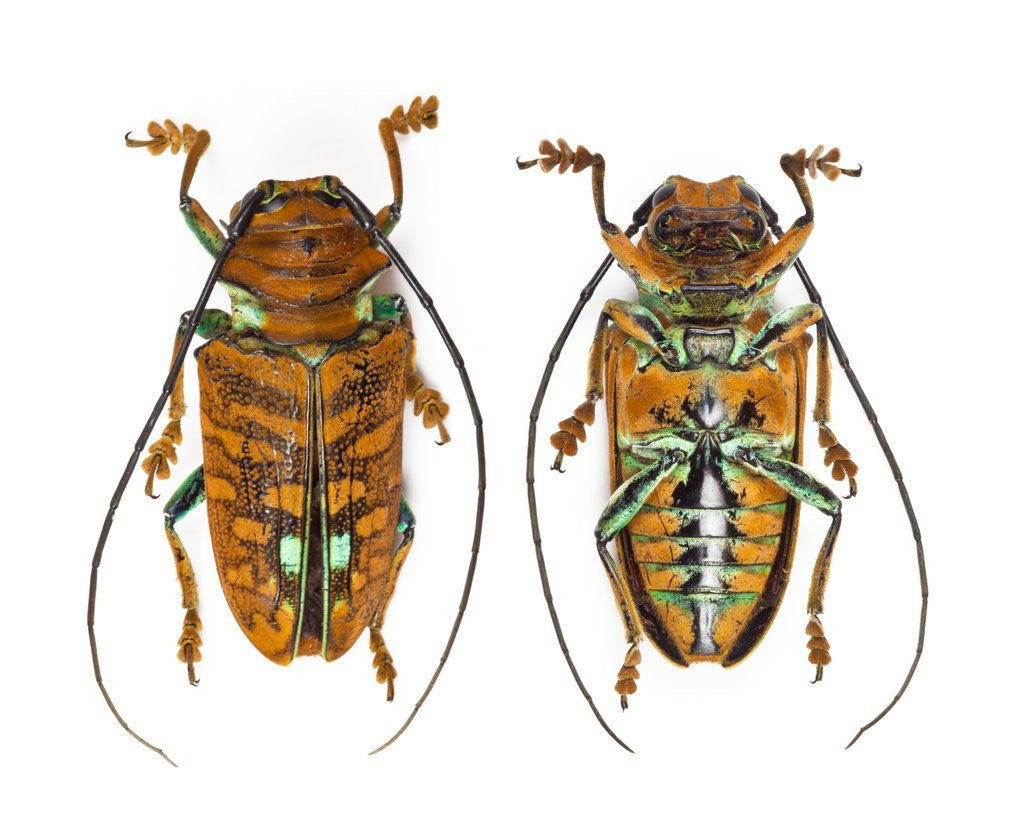 Detail of Top and Bottom view on Sternotomis chrysopras long horned beetle by Anonymous