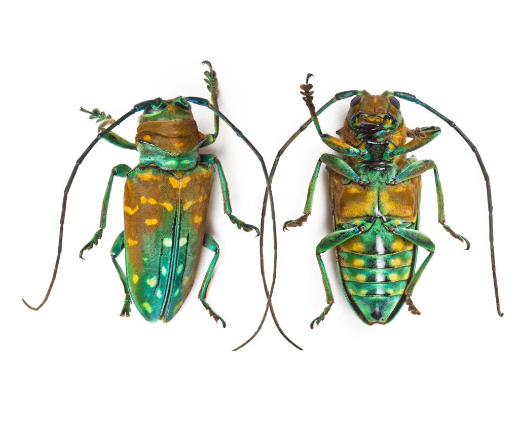 Detail of Top & Bottom view of long horned beetle Sternotomis variabilis semirufescens by Anonymous