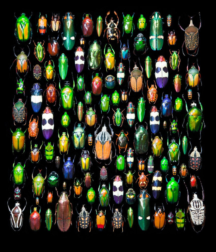 Detail of Beetle lay out on black back ground in multi colors and shapes by Anonymous