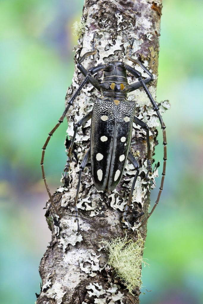 Detail of Long horned beetle on lichen branch. Batocera parryi by Anonymous