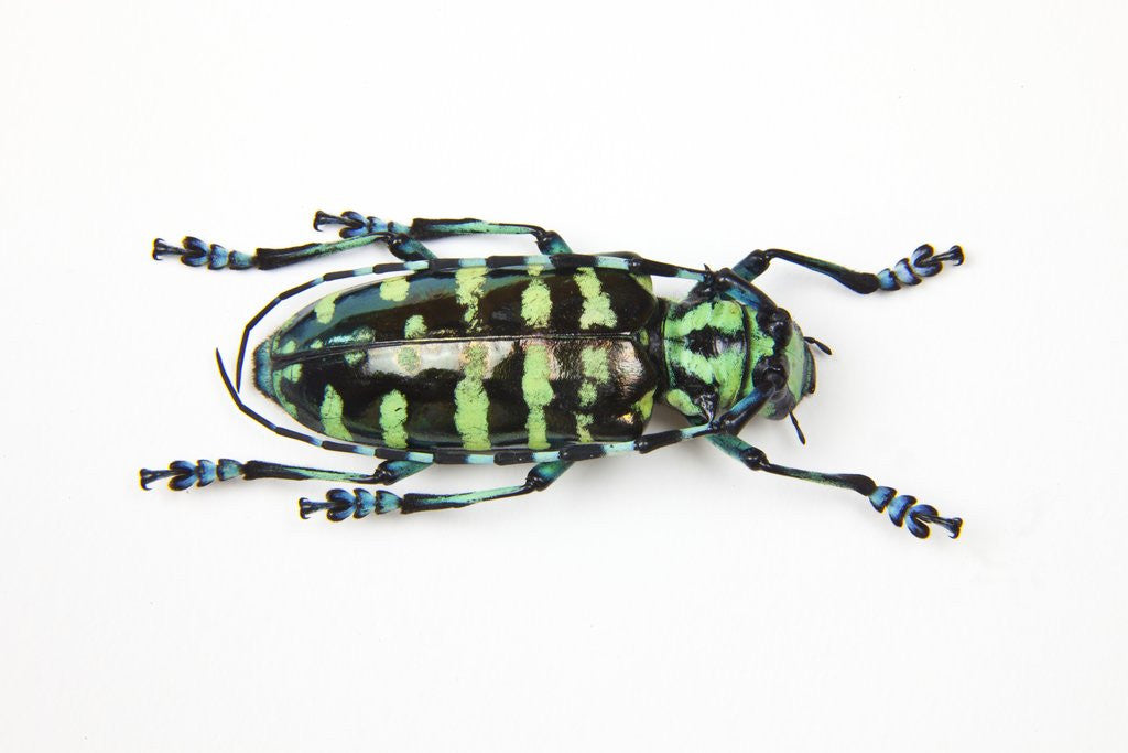Detail of Horned Beetle Male Anoplophora zonatrix macro views by Anonymous