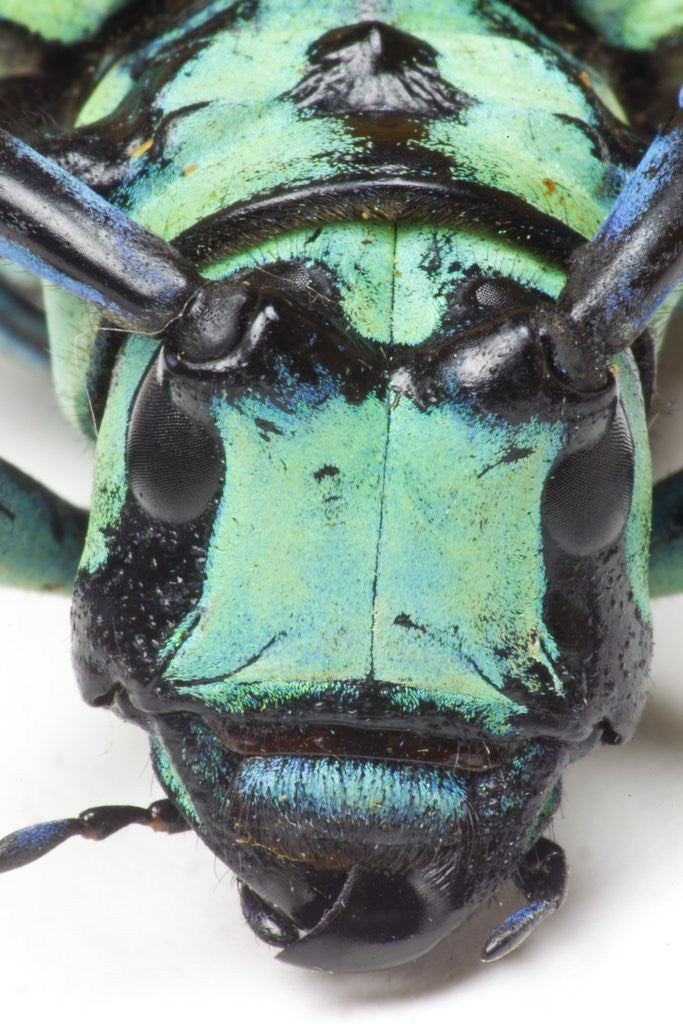 Detail of Close-up head on view of Long Horned Beetle by Anonymous