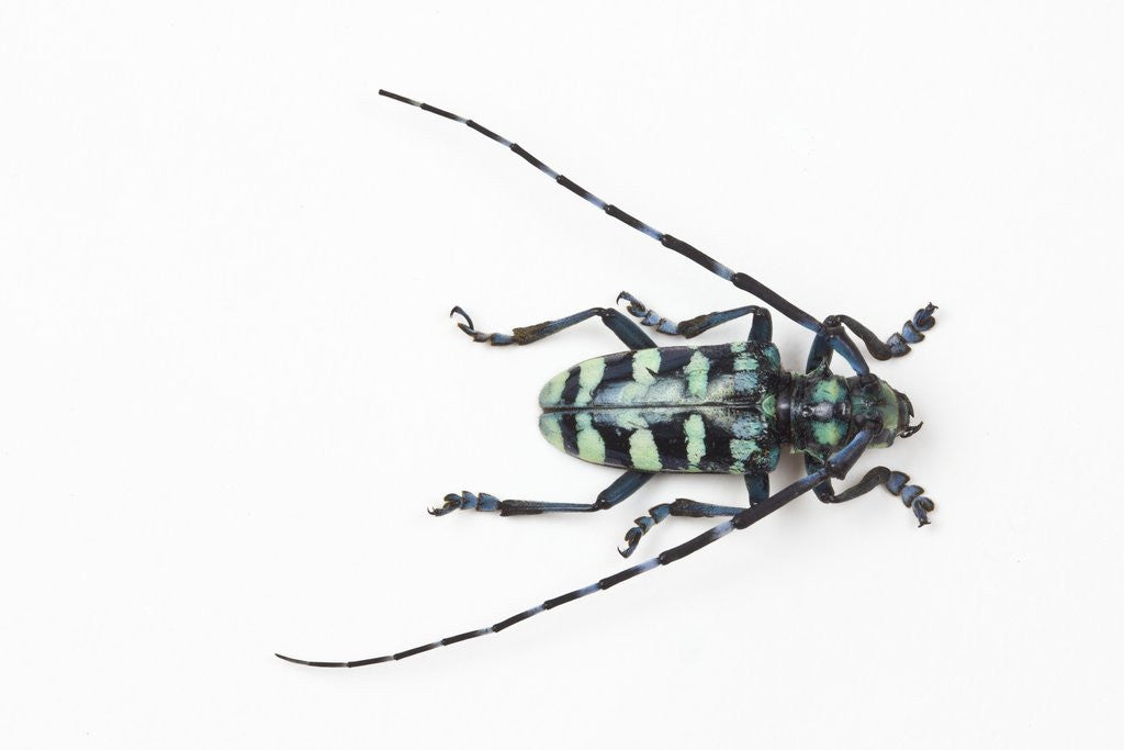 Detail of Horned Beetle Male Anoplophora zonatrix macro views by Anonymous