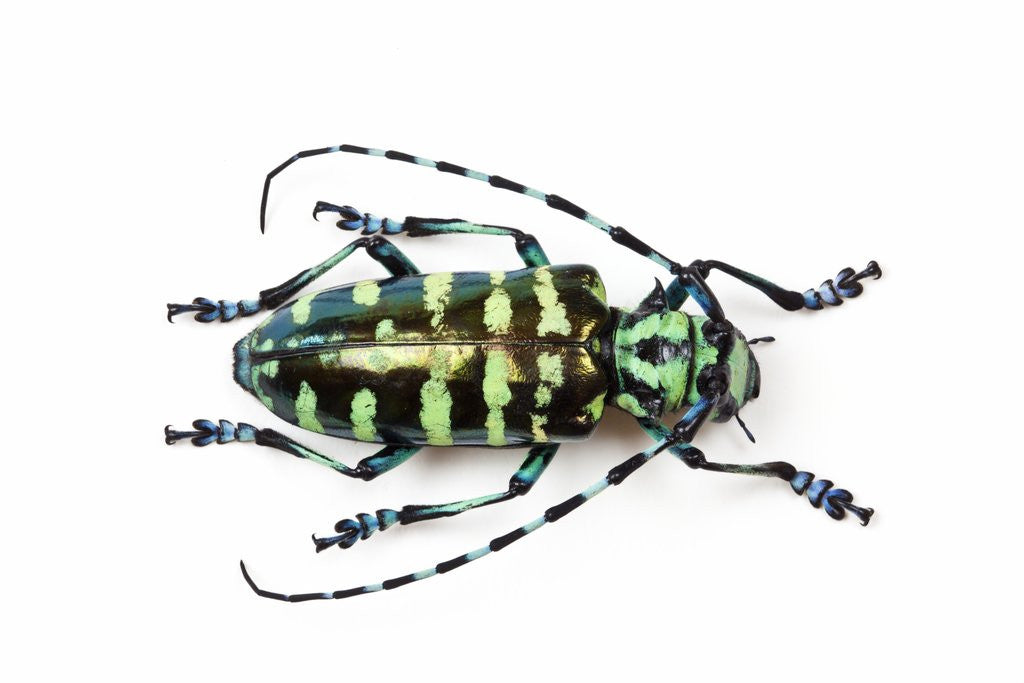 Detail of Horned Beetle Male Anoplophora zonatrix macro views by Anonymous