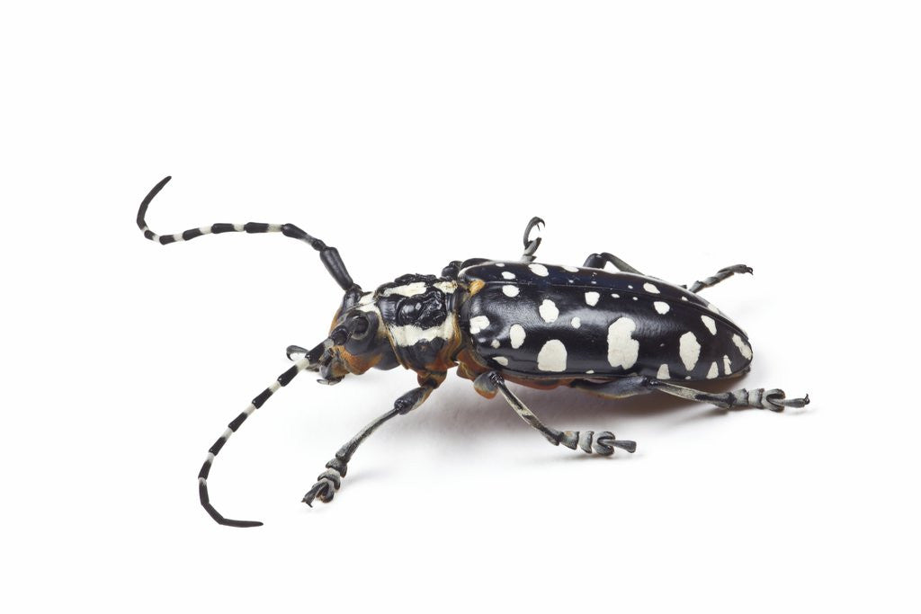 Detail of Side view of long horned beetle Threnetica lacrymans against white background by Anonymous