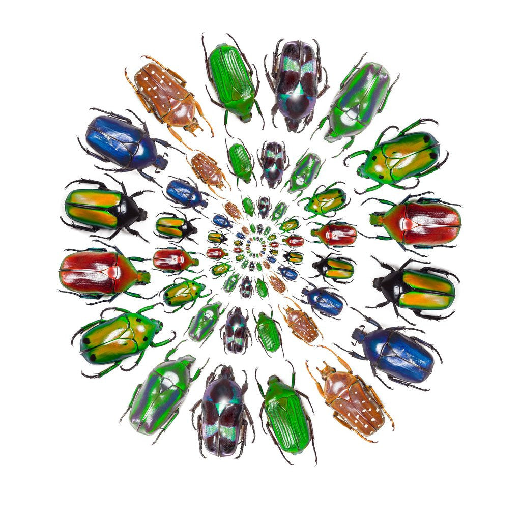 Detail of Flower Beetles in circular pattern design by Anonymous