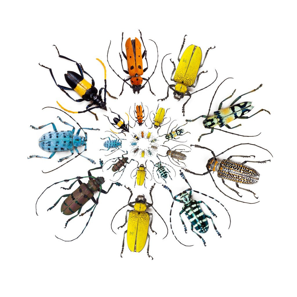 Detail of Long Horned Beetle in Circular pattern by Anonymous