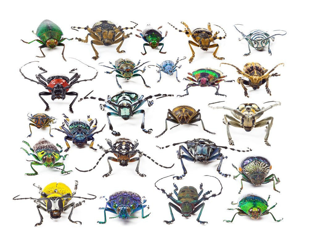 Detail of Long Horned beetles head on view by Anonymous