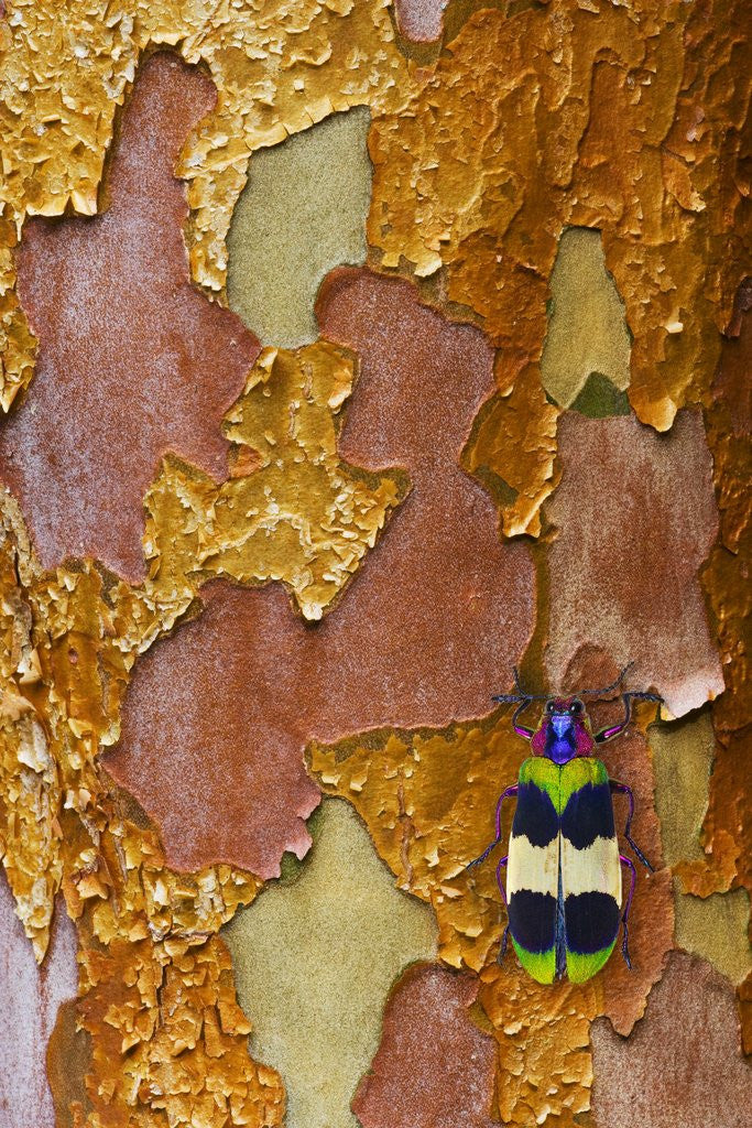 Detail of Jewel Beetle Chrysochroa corbetti on tree branch from Thailand by Anonymous