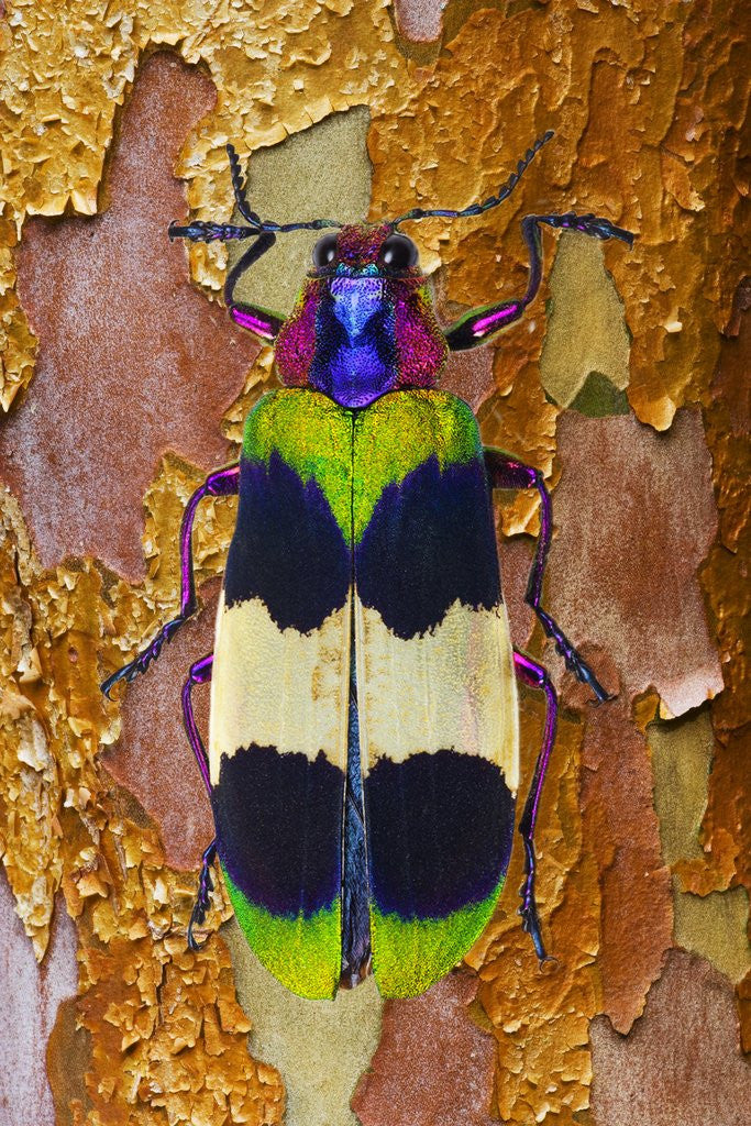 Detail of Jewel Beetle Chrysochroa corbetti on tree branch from Thailand by Anonymous