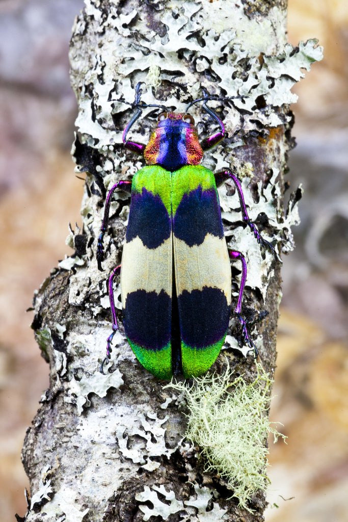 Detail of Jewel beetle Chrysochroa corbetti from Thailand on lichen covered branch by Anonymous