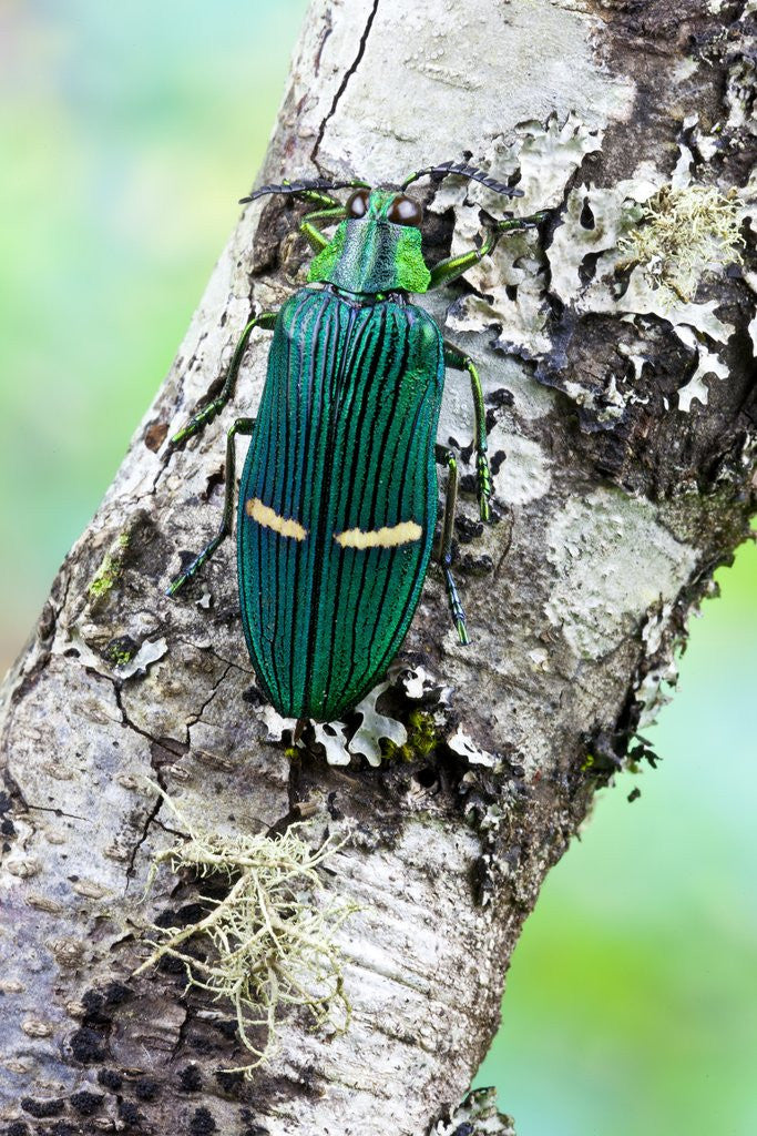 Detail of Catoxantha opulenta jewel beetle on lichen covered branch by Anonymous