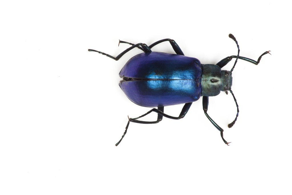 Detail of Long horned beetle Diastocera wallichi by Anonymous