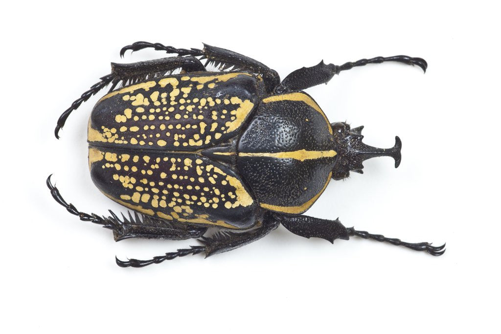 Detail of Male Fornasinius fornasini beetle by Corbis
