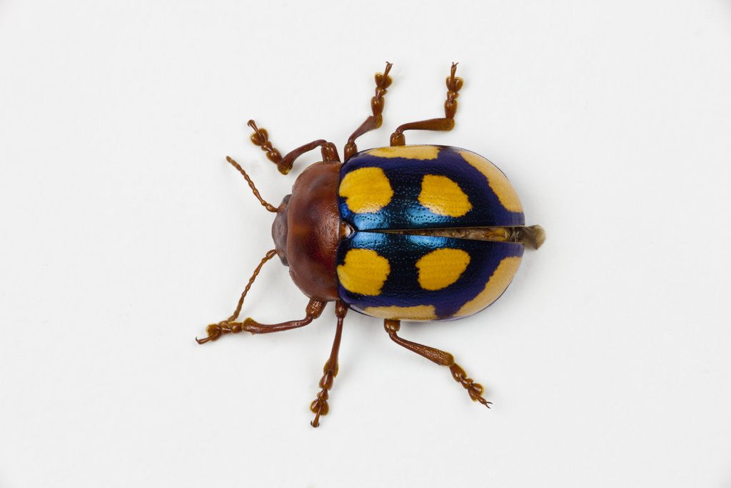 Detail of Long horned beetle Diastocera wallichi by Anonymous