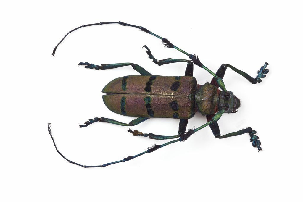 Detail of Long horned beetle Diastocera wallichi by Anonymous