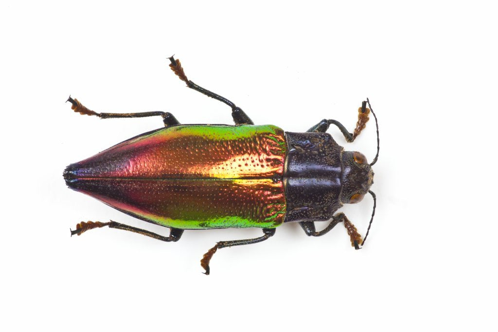Detail of Chrysodema instabilis asian jewel beetle by Anonymous