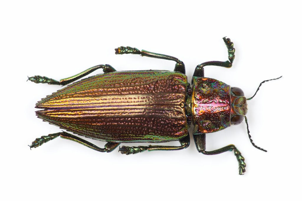 Detail of Chrysochroa fulminans nishiyanai view from above by Anonymous