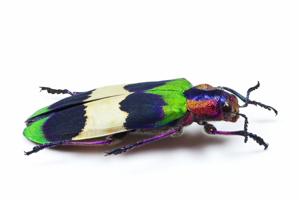 Detail of Side view of Jewel Beetle Chrysochroa corbetti from Thailand by Anonymous
