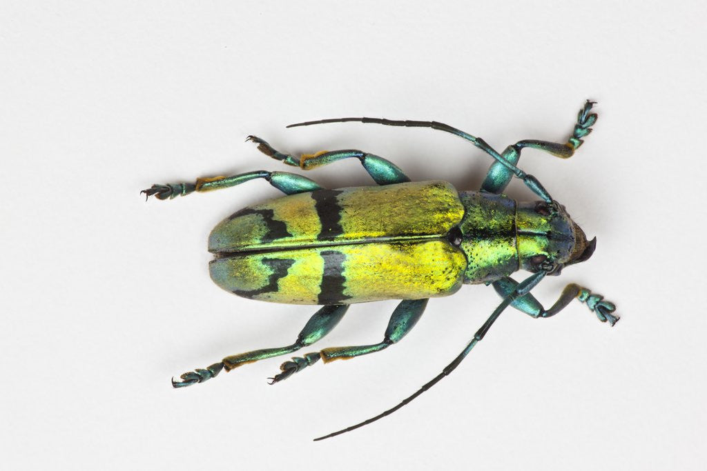 Detail of Colorful beetle Tmesisternus ssp - Sorong by Anonymous