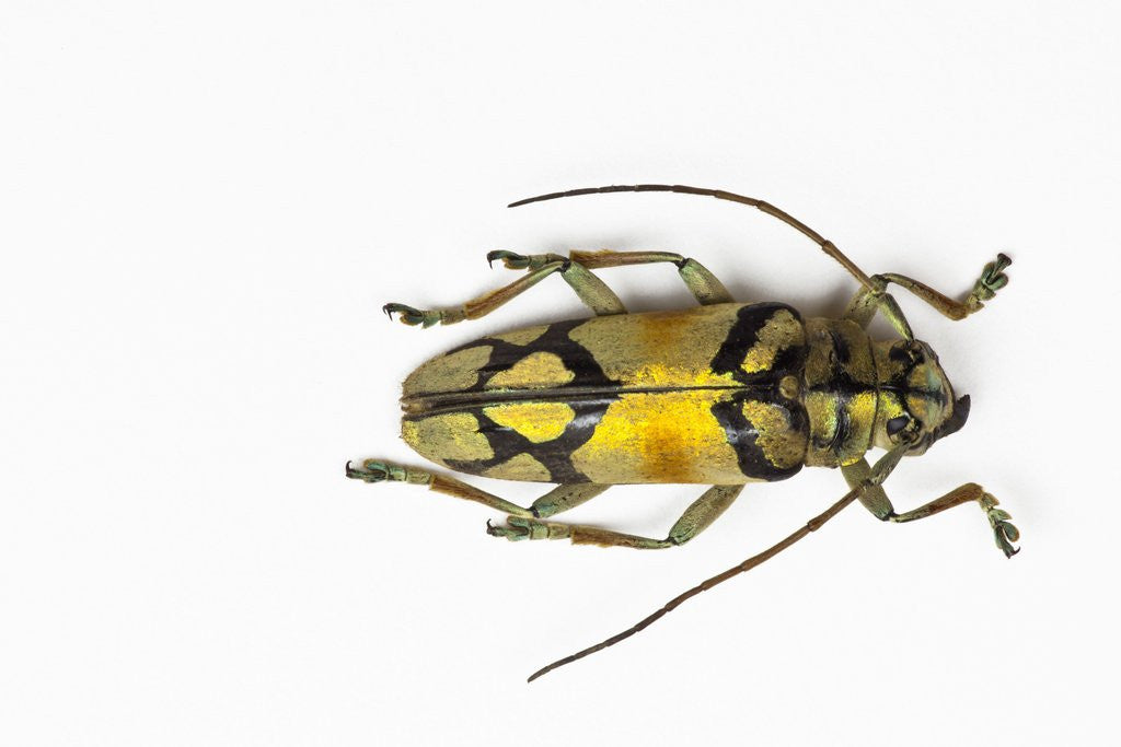 Detail of Colorful long horn beetle from Southeast Asia Tmesisternus rafaela by Anonymous