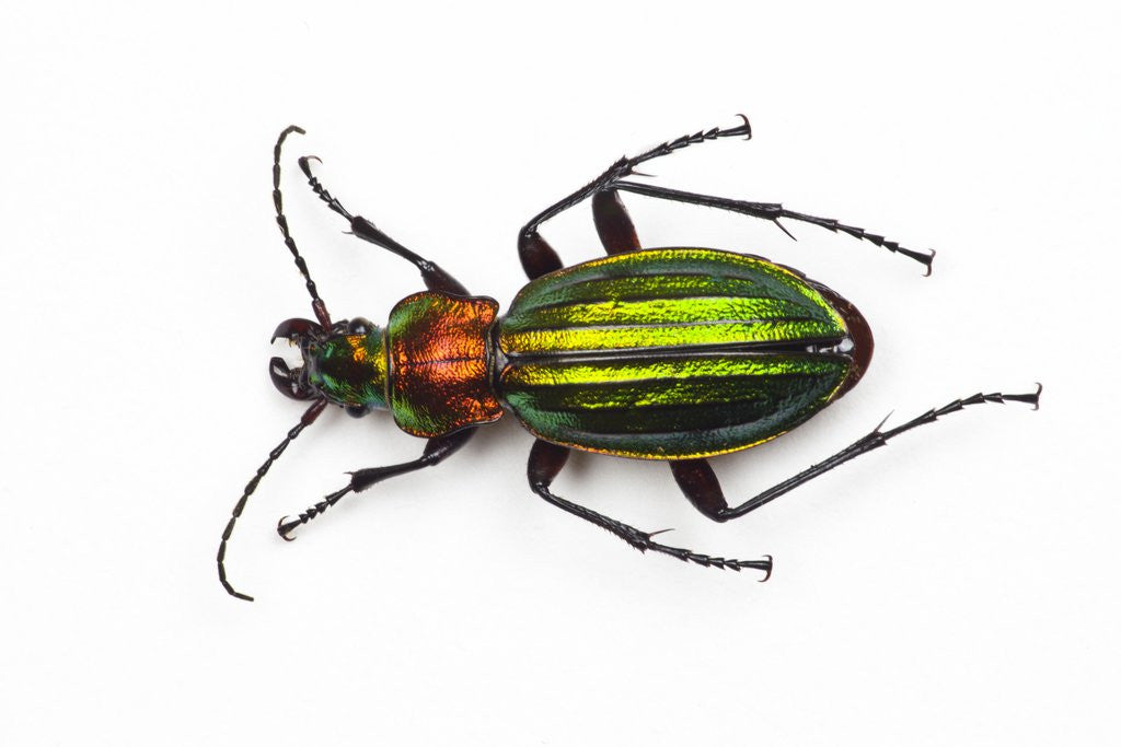 Detail of Chrysocarabus auronitens - France by Anonymous