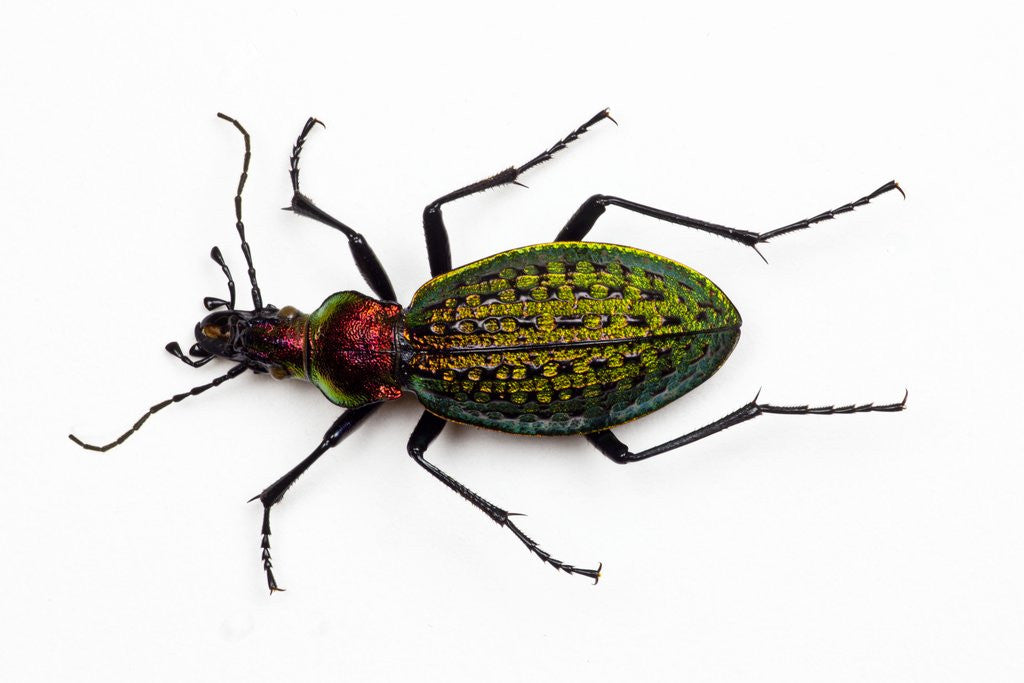 Detail of Beetle Acoptolabrus schrencki dongningensis - China, Heilongjiang in Carabidae family by Anonymous