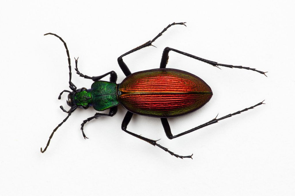 Detail of Beetle Ceroglossus chilensis colchaguensis in the Carabidae family by Anonymous