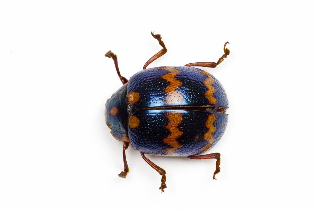 Detail of Long horned beetle Diastocera wallichi by Anonymous