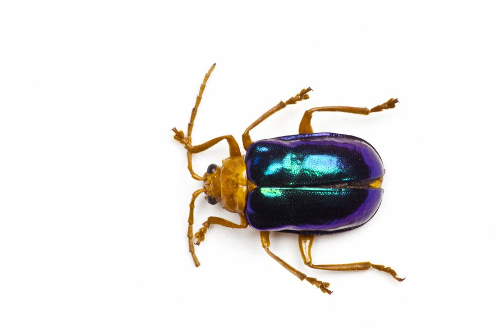 Detail of Long horned beetle Diastocera wallichi by Anonymous