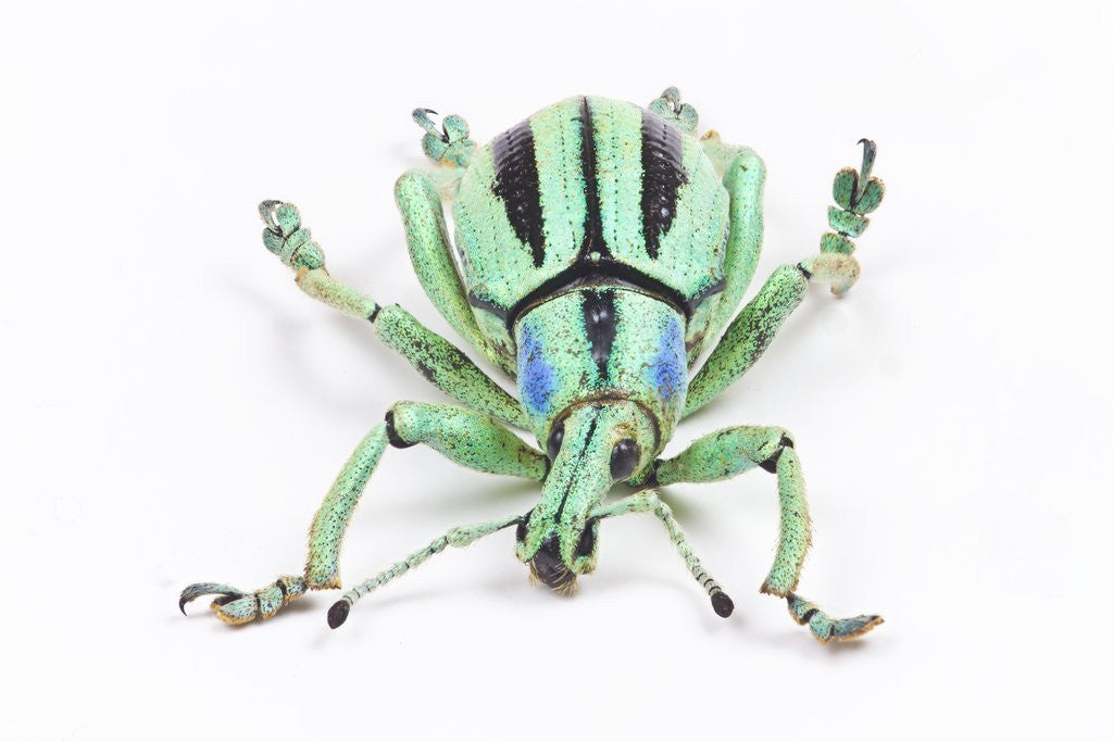 Detail of Head on view of Eupholus colorful weevil in Curculionidae family by Anonymous
