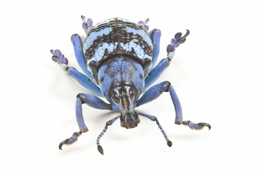 Detail of Head on view of Eupholus colorful weevil in Curculionidae family by Anonymous