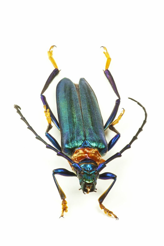 Detail of Head on photograph of long horn beetle Cerambycidae - sp. by Anonymous